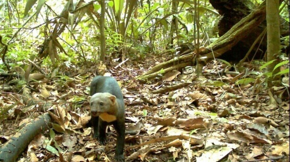 The tayra is an omnivorous animal in the weasel family that inhabits South and Central America. Photo from Yasuni National Park in Ecuador.