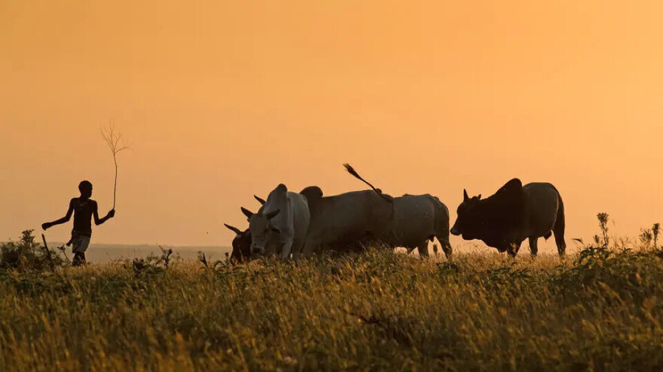 Herding cows in the Omo Valley of Ethiopia.