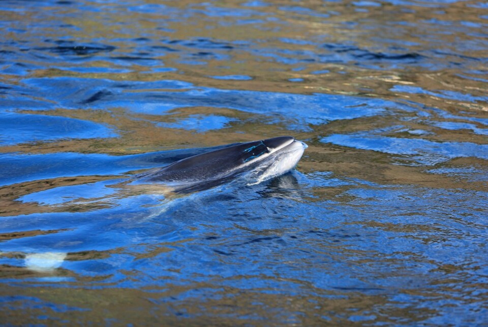 Remains of a fishing net had grown into the rostrum of one of the whales. The researchers managed to remove this before measuring the whale's hearing.