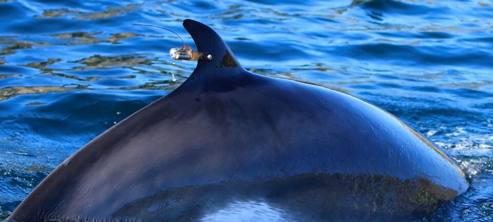 For the first time, baleen whales have had their hearing tested: They can hear more than we think
