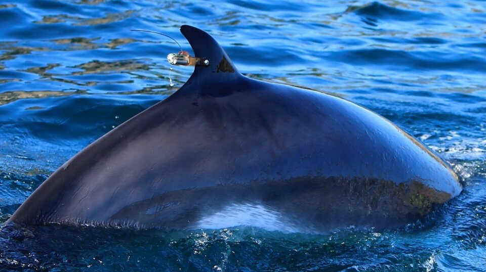One of the whales tested with satellite tagging. Satellite tracking and diving data show that the whales that were tested are doing well and have continued their migration.