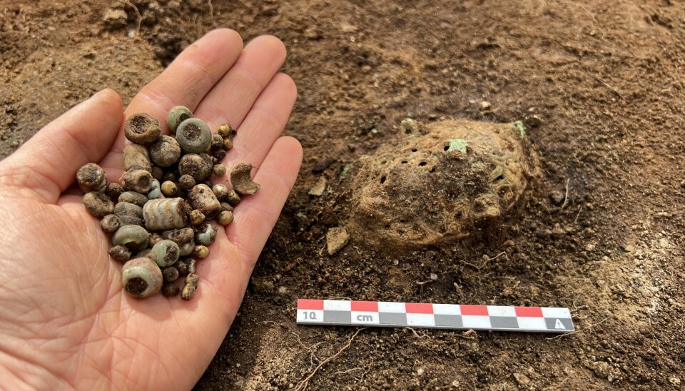 “We found an awful lot more artefacts than we had thought we would,” says archaeologist Emma Norbakk from Agder county municipality. Pictured here are a handful of the many beads found in the grave, most likely belonging to multiple necklaces, and one of four oval brooches.
