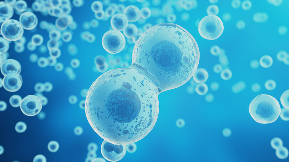 When a cell divides, it happens through a series of carefully controlled steps, and only when needed. Cancer, on the other hand, is characterised by cells having gained the ability to divide uncontrollably.