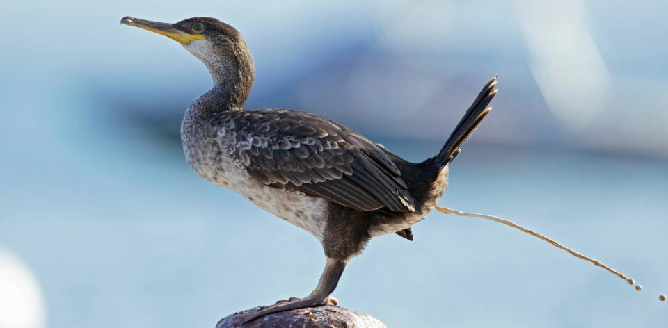 There are many strange poops in the animal kingdom