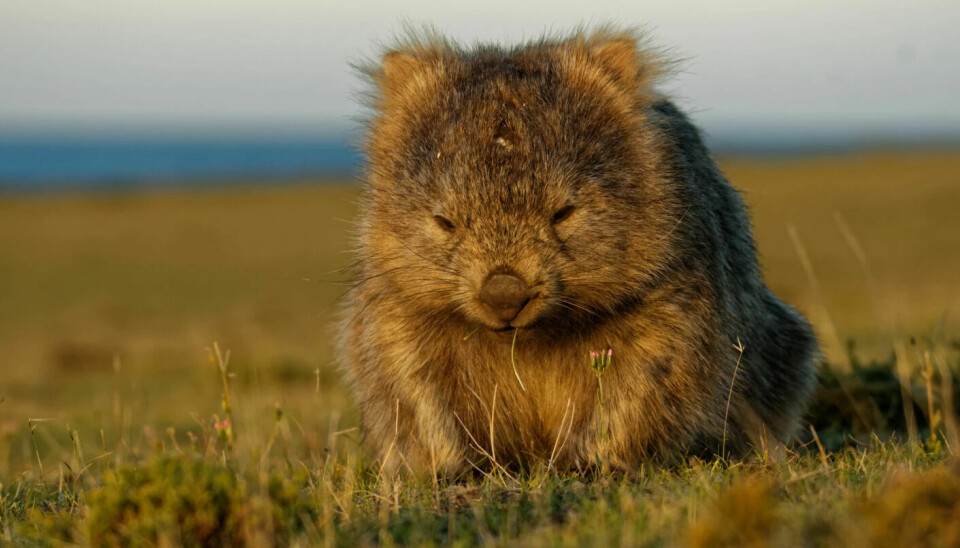 A wombat eating grass.