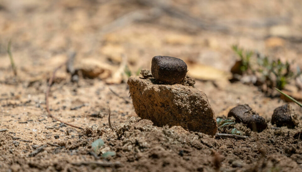 A cube of poop from a wombat. Due to its shape, it does not roll off the stone.