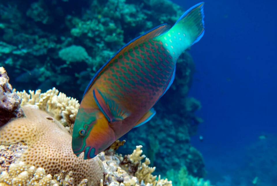 Parrotfish live in tropical ocean areas.