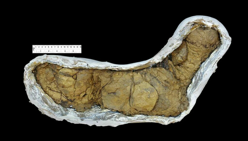 This poop from a Tyrannosaurus rex is over half a metre long. It was found in South Dakota in the USA.