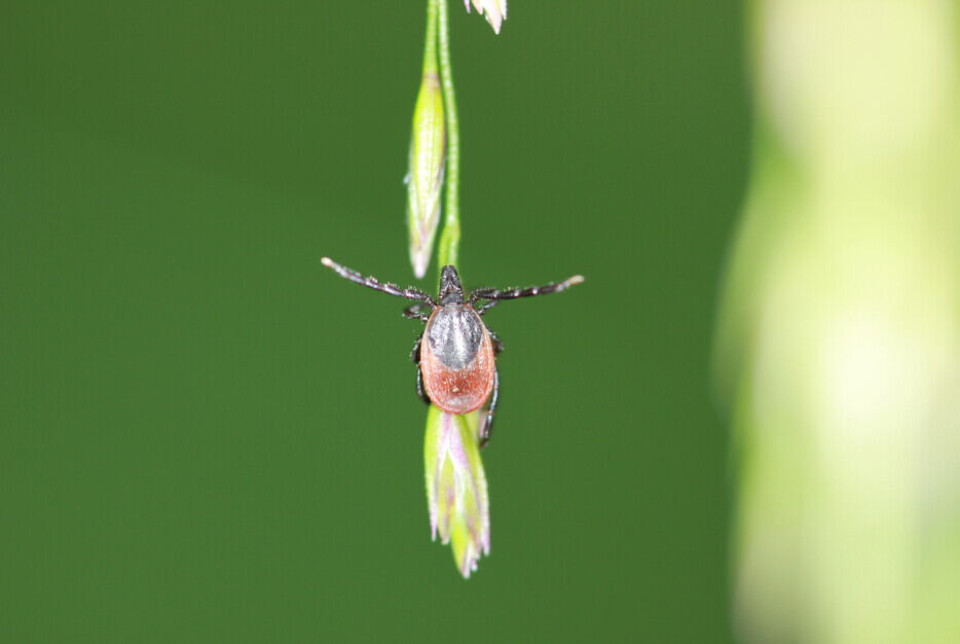 The tick has stretched out both front legs and is ready to grab hold of anyone who happens to pass by.