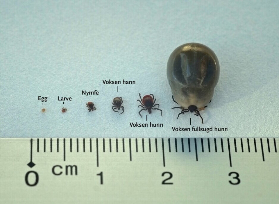 The Norwegian forest tick from egg (left) to fully fed female tick.