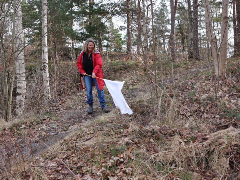 Ticks are collected by flagging methods to study them more closely. Here, Randi Eikeland has attached a towel to a stick. She draws the flag over the vegetation and picks off the ticks that attach themselves with tweezers.