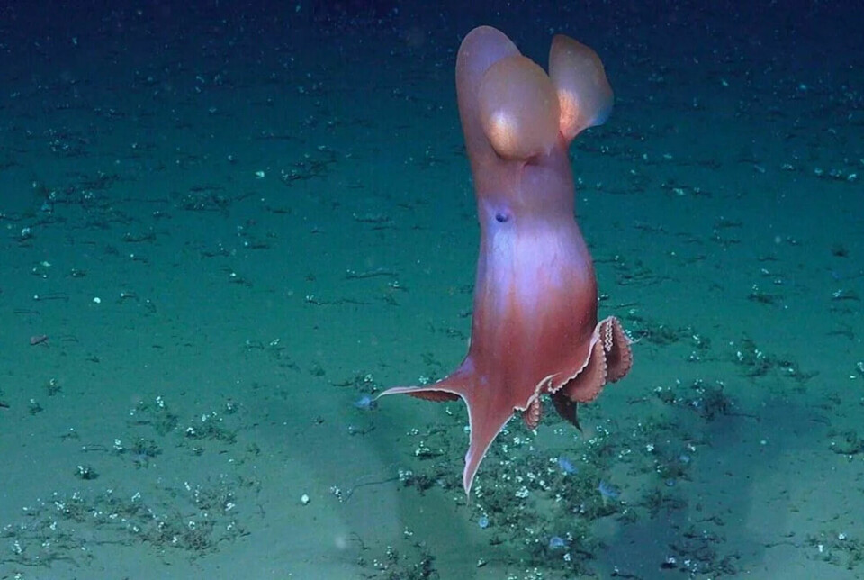 In the deep sea, there are creatures that no humans have seen before.