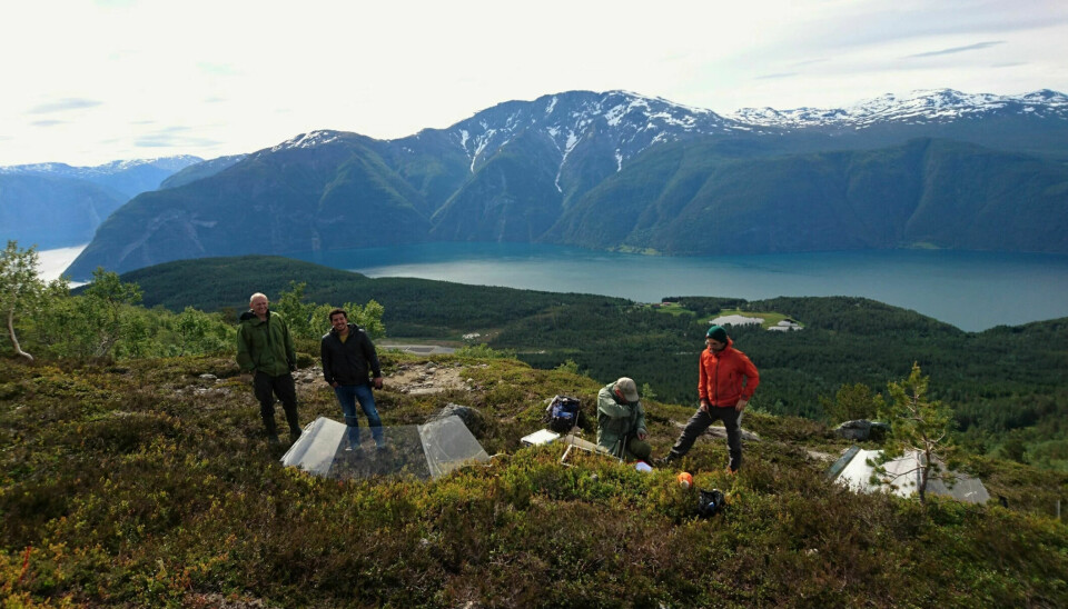 Research on blueberries is taking place at the Sognefjord in Western Norway. Here, researchers Stein Moe from NMBU and Rafael Benevenuto, Knut Rydgren, and Mark Gillespie from Western Norway University of Applied Sciences are out in the field. They are examining the small greenhouses that are meant to show what happens to the berries in a warmer climate.