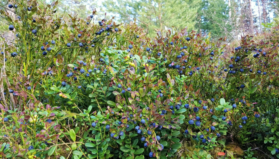 In the mountains, the warming will have a completely different effect on the blueberries than in the lowlands, according to the researchers.