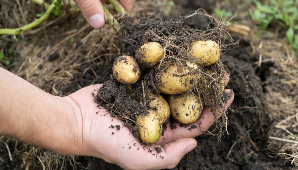 Apparently you can't just start growing potatoes in your lawn. Or, you can - but they will most likely be eaten by wireworms.