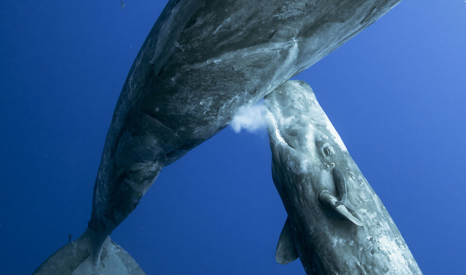 This is how whales nurse underwater