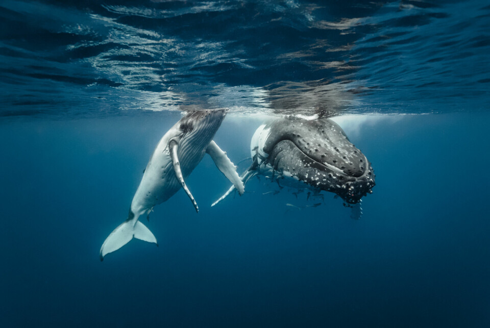 A humpback calf starts eating krill and small fish after seven months. Before that, it gets milk from its mother.
