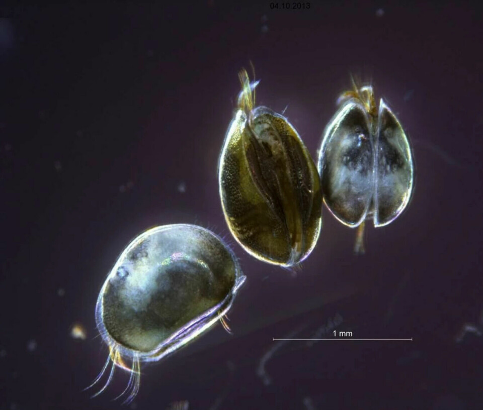 The ostracod has survived five mass extinctions.