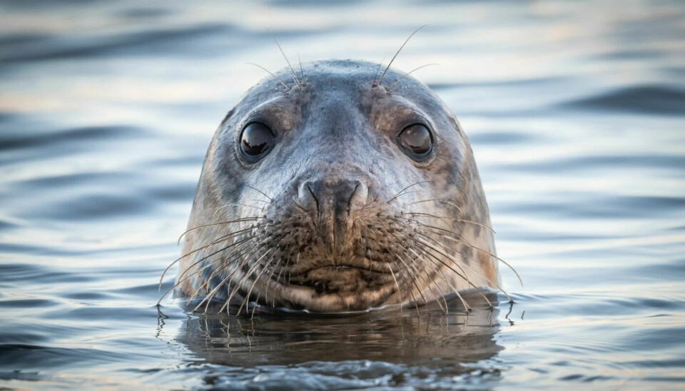 We humans have different dialects when we speak. Seals also have them.
