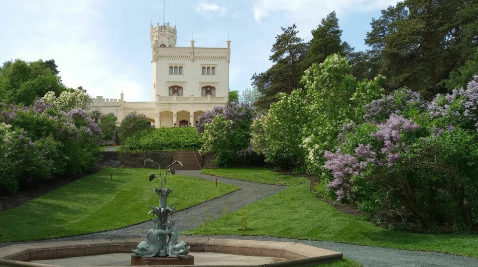 Lilacs are an important plant at Oscarshall after garden historians have recreated the garden from 1852.
