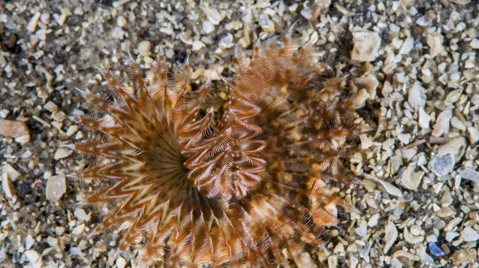 Marine heatwaves have recently been detected in the Barents Sea region. This is a photo of Chone infundibuliformis.