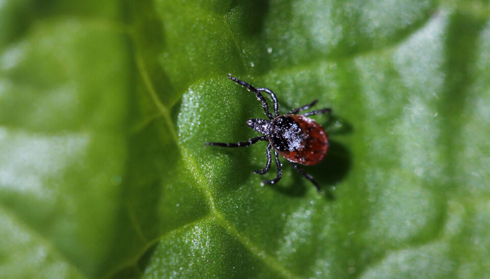 Ticks can spread diseases, making their growing numbers a concern.