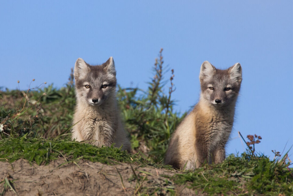 Arctic foxes (Vulpes lagopus) have nothing against eating the occasional tasty lemming.