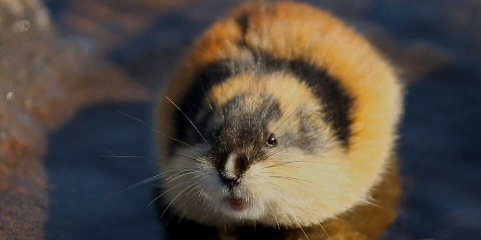 Some species, like arctic foxes and snowy owls, mainly breed in years when there are lots of small rodents. Other species have more and larger litters in these years. Here, we have a lemming.