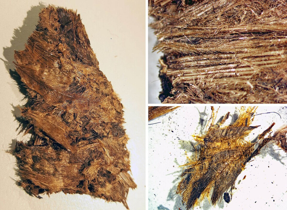Together with curator Leena Aulikki Airola, Berglund was able to select and borrow feathers from Gustavianum, the Uppsala University Museum.