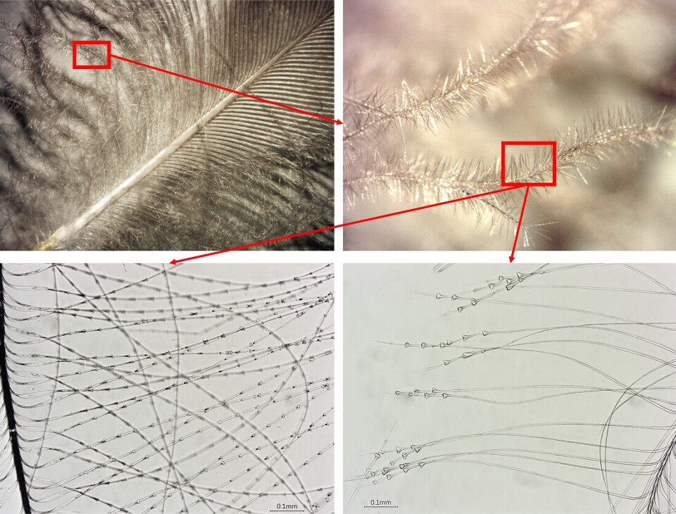 Small details reveal which birds the feathers came from.
