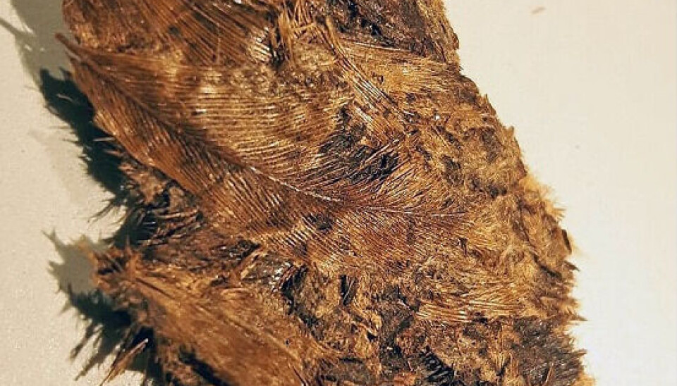 Beauty sleep was also taken care of in death. The contents of the down bedding found in the graves probably had a greater function than simply serving as fillers.