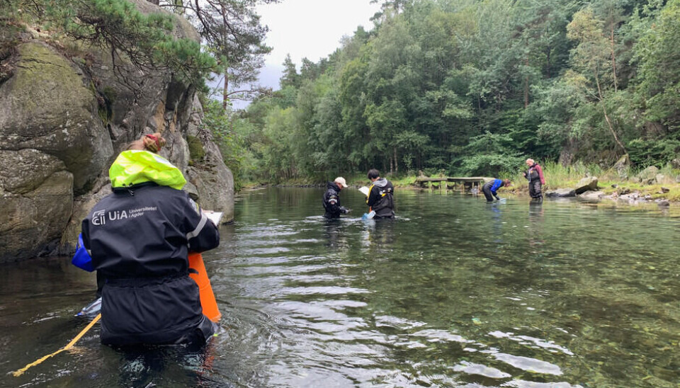 Fieldwork in Dolsvågkilen in Kristiansand, which once contained large quantities of Pacific oysters, which were recently cleared away.