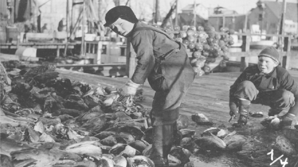 For generations, children have taken part in the cutting of cod tongues. The study shows that the work creates feelings of belonging and mastery in the children – and older generations are happy to continue the tradition. This photo was taken in Henningsvær.
