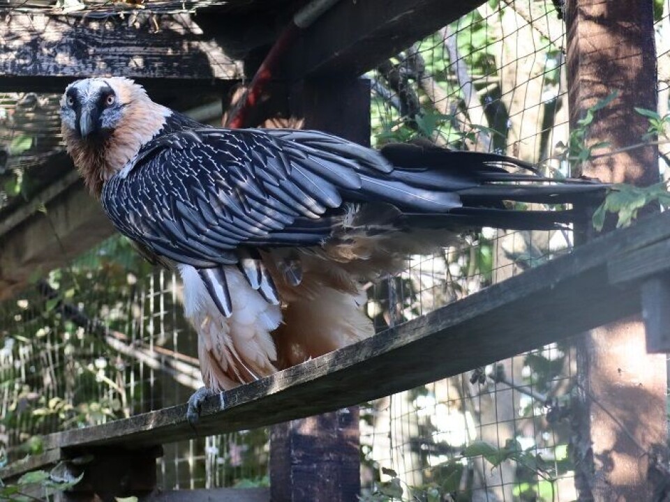 The lamb vulture population has increased in recent decades thanks to successful breeding programs.