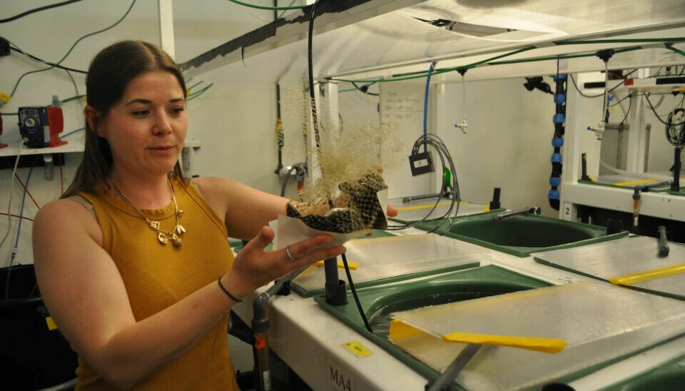 Researcher Shelby Clarke measures how the mussels are doing in the tanks.