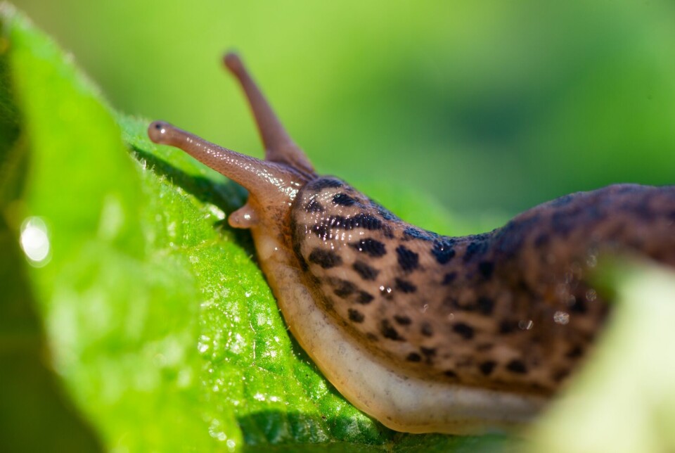 The leopard slug is an introduced species in Norway, along the same lines as the Spanish snail. It can claim territory and drive other slugs away.