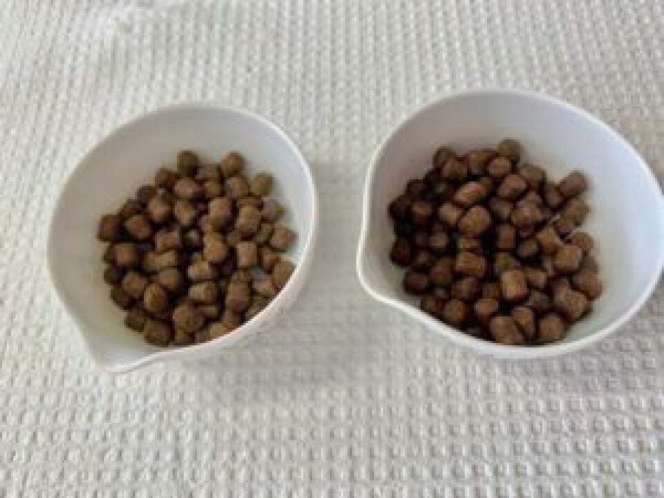 The dry pellets on the left are the original feed developed by Nofima for the Crab is King project, which involves rearing small king crabs to commercial size. The shinier pellets to the right are the same feed, but coated with a 'syrup' made from lumpfish with the intention to make the feed more appetizing.