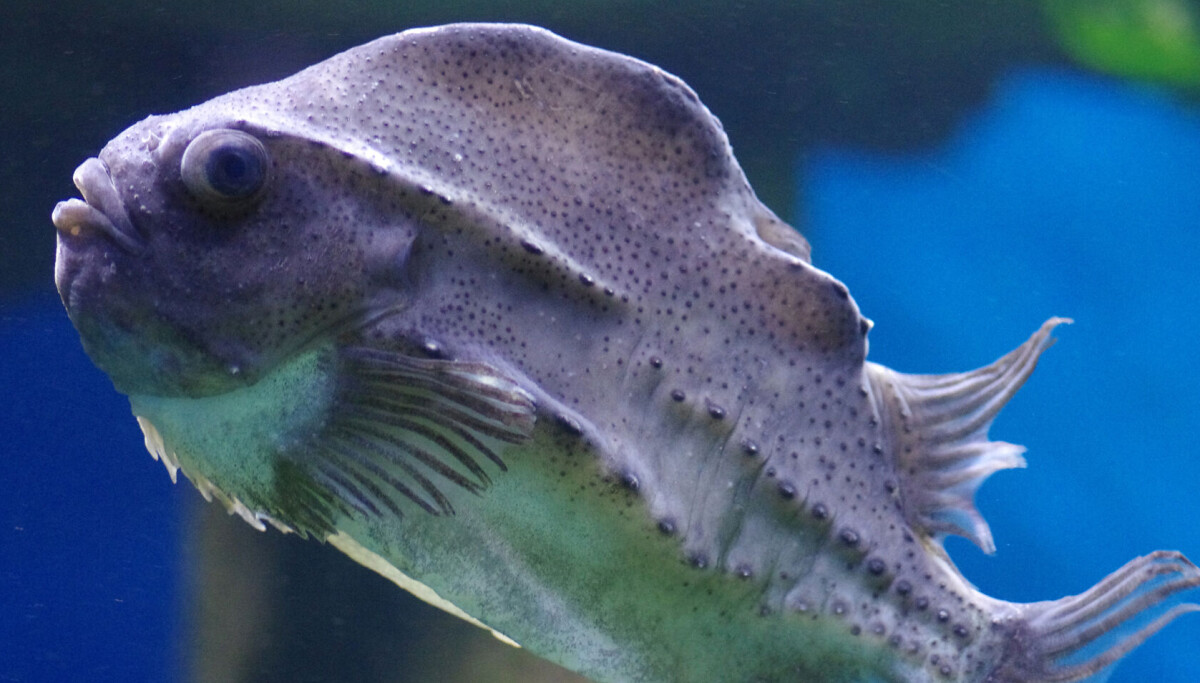 Lumpfisch Lumpfish becomes food fit for kings