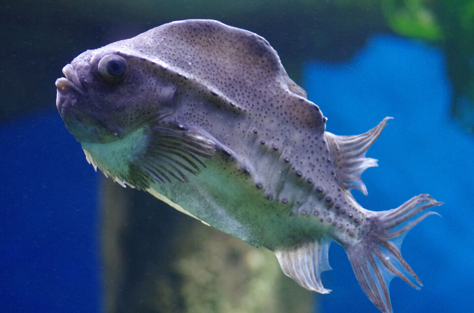 It turns out that the small cleaner fish might be well suited as feed for small king crabs.