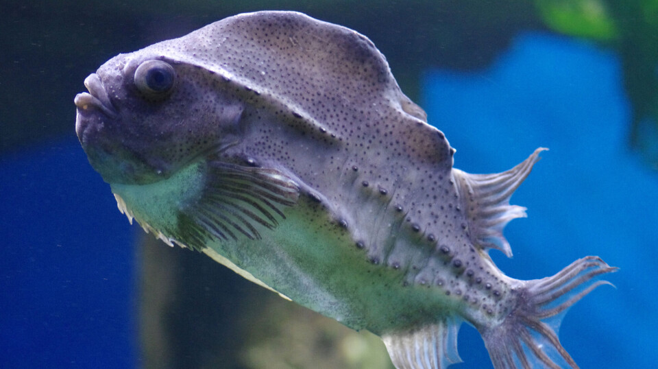 Lumpfish becomes food fit for kings