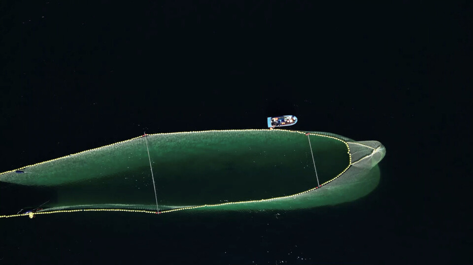 Fishing crew and researchers inspect the fish and the transport cage designed by IMR-engineer Jostein Saltskår.