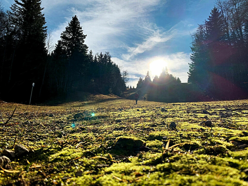 This is what it looked like when sciencenorway.no's journalist Ingrid Spilde visited a ski resort in the Jura Mountains in Switzerland in January this year. Here, it has been very unusual for there to be no snow this far into the season.