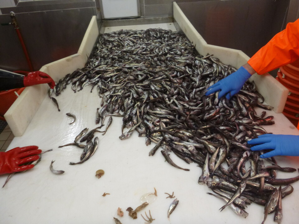 The researchers have analysed fish from scientific trawl surveys carried out between 1993 and 2019 in the Atlantic and Pacific Oceans. 82,000 different trawls are included in the study, with 1,769 different fish species. Forskerne har analysert fisk fra tråleundersøkelser som er gjort mellom 1993 til 2019 i Atlanterhavet og Stillehavet. 82.000 ulike trål er med i studien med 1 769 ulike fiskearter.