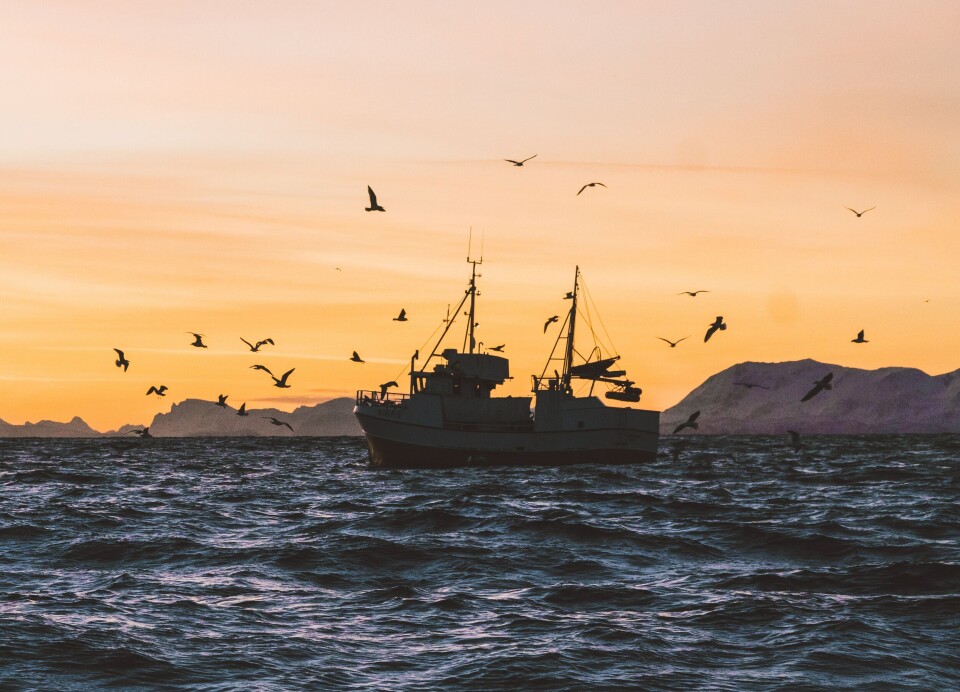 A new study has found that marine heatwaves generally do not affect the fish communities that form the basis of many of the world's largest and most productive fisheries. En ny studie viser at at marine hetebølger generelt ikke påvirker fiskesamfunnene som danner grunnlaget for mange av verdens største og mest produktive fiskerier.
