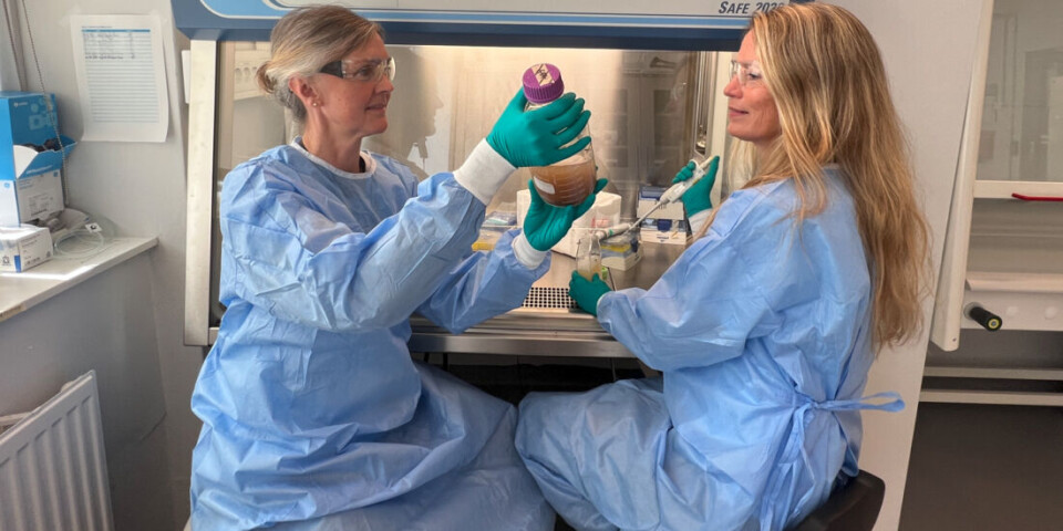 From left: Researchers Gunhild Hageskal and Anne Tøndervik at SINTEF are in no doubt that the combined issues of antibiotic resistance and animal welfare make it advisable to buy Norwegian-reared meat and fish. – Både antibiotikaresistens og dyrevelferd gjør at det er klokt å velge norske råvarer når vi handler kjøtt og fisk, oppfordrer forskerne Gunhild Hageskal (t.v) og Anne Tøndervik i Sintef.