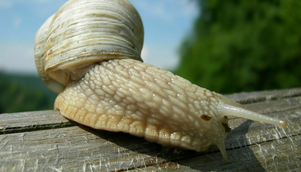 The Roman snail is used in the popular escargot dish in France. It has been released and is spreading in some places in Norway as well, although it is unwanted here.