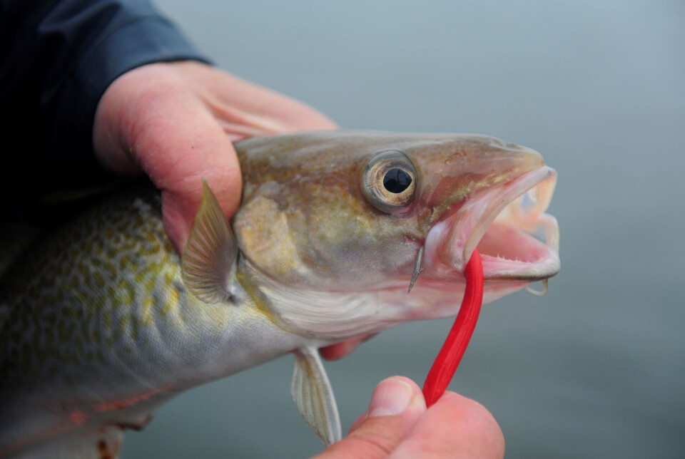 Cod is one of the most famous fish species. Nevertheless, it offers surprises.