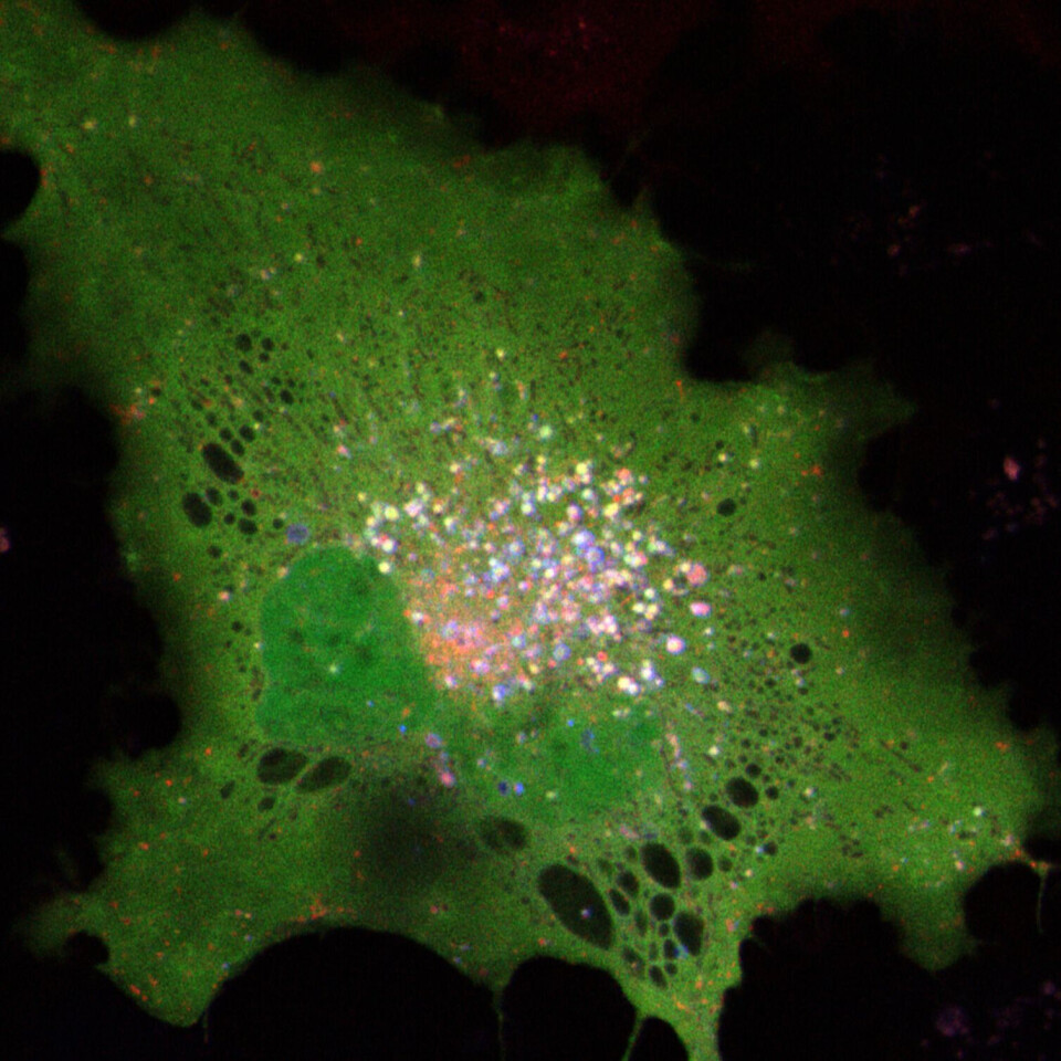 The research was carried out on skin cells from cod. Different marker molecules can track MHC location inside the cells.