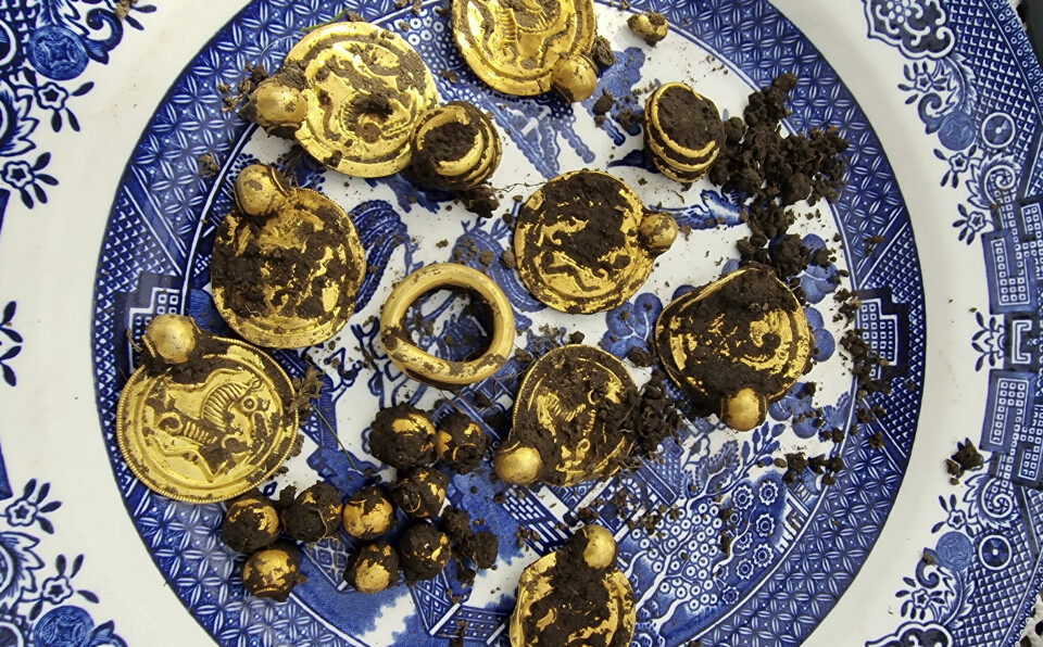 The gold treasure photographed shortly after Erlend Bore discovered it with his metal detector.