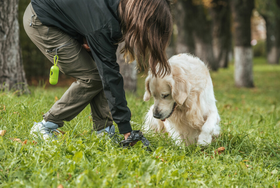 There is a specific dog law in Norway, but it says nothing about the responsibility for dog poop. How important is it to pick it up?